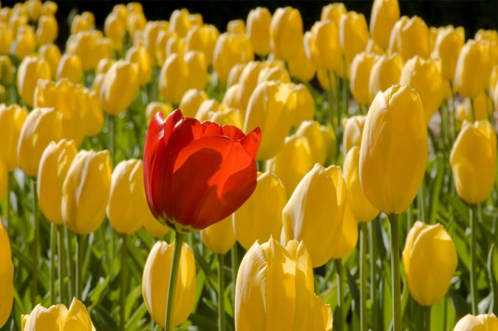 アウトバウンド マーケティングとインバウンドマーケティングの違い